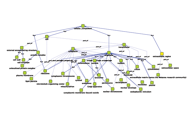 cytoscape directed graph