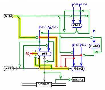 pathbranching1_061120_dwk.png