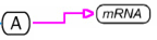 transcriptionshorthand2_061121_dwk.PNG