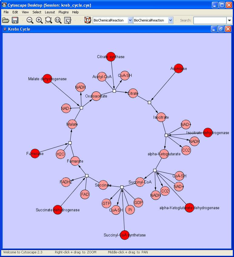 krebs_cycle.png